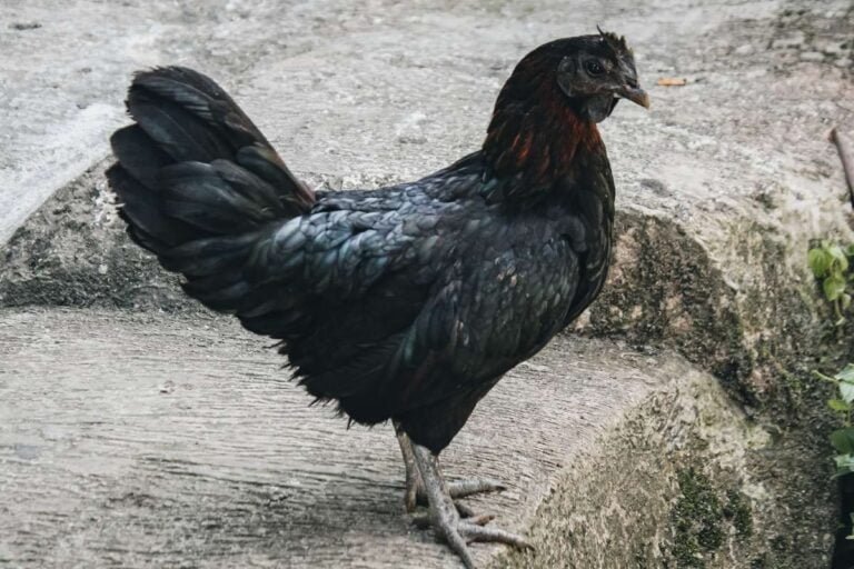 Ayam Cemani Hatching Eggs: Exciting Journey From Egg to Chick