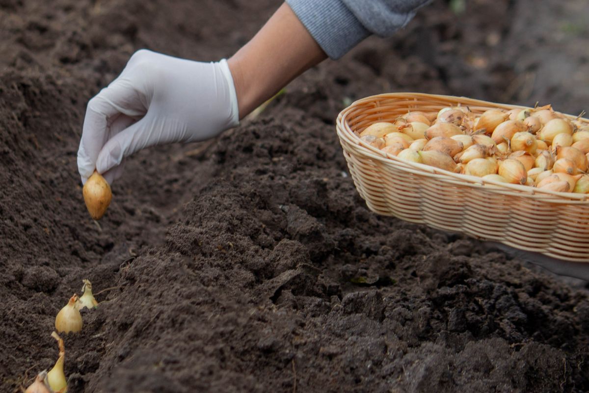 How to Grow Spanish Onions A Guide for Flavorful Harvests PaperBeez