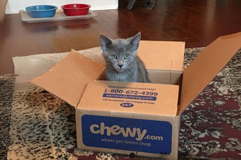 chewy return policy