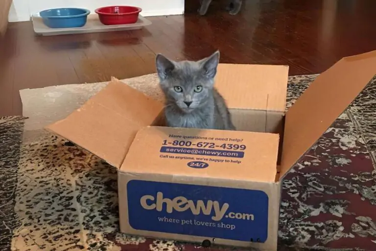 chewy return policy