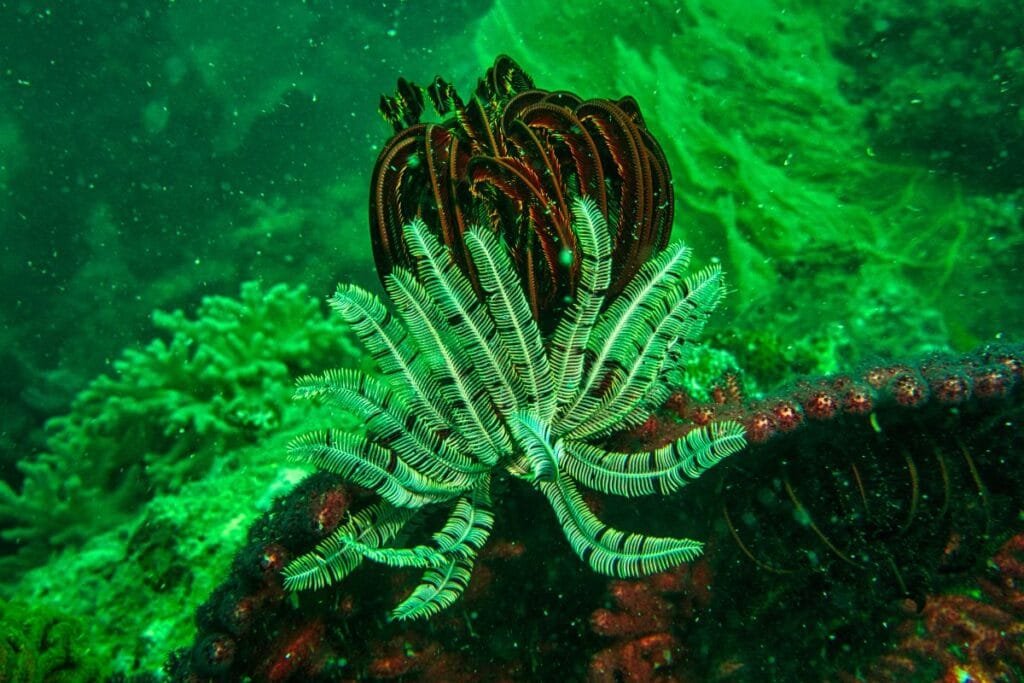 Aquatic plant